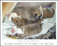 Schjetne's-2001-litter.jpg (30271 byte)